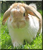 Nibbles