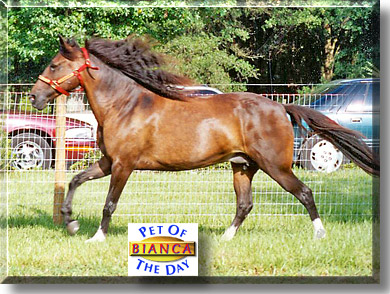 Bianca, the Pet of the Day