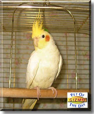 Gizmo, the Pet of the Day