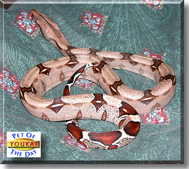 Youkai, the Pet of the Day