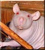 Otis