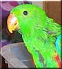 KoKo