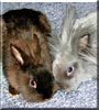 Savanna, Taz