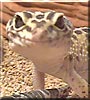 Geico
