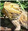 Draco