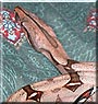 Youkai