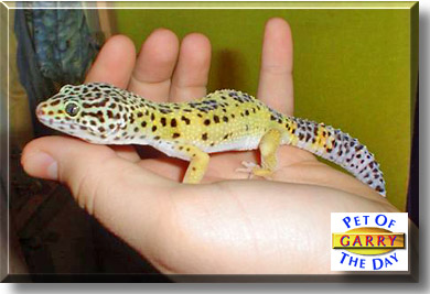 Garry, the Pet of the Day