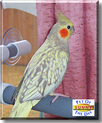 Sunny, the Pet of the Day