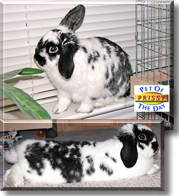 Prissy, the Pet of the Day