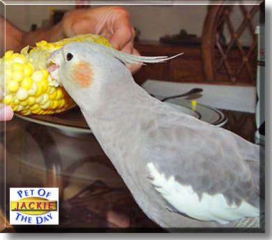 Jackie, the Pet of the Day