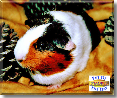 S'mores, the Pet of the Day