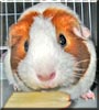 Tikki