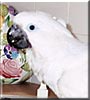 Lulu