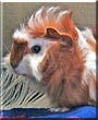 Nemo