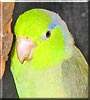 Buddy