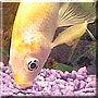 Goldy