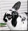Prissy