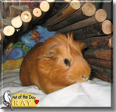 Ray, the Pet of the Day