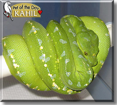 Kahil, the Pet of the Day