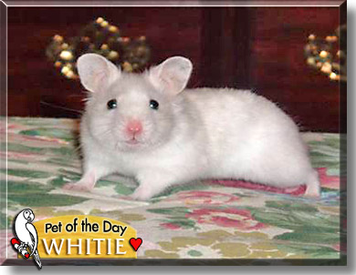 Whitie, the Pet of the Day