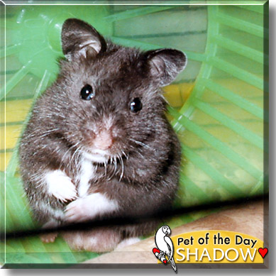 Shadow, the Pet of the Day