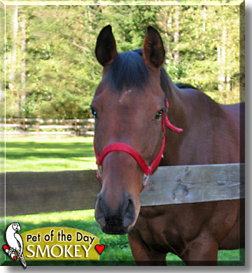 Smokey Bear, the Pet of the Day