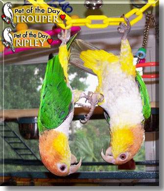 Trouper, Ripley, the Pet of the Day