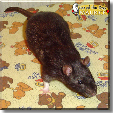 Charles-Maurice, the Pet of the Day