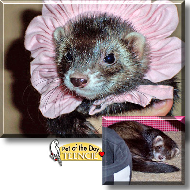 Teencie Weensie, the Pet of the Day