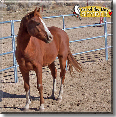 Spyder, the Pet of the Day
