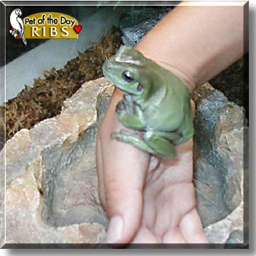 Ribs, the Pet of the Day