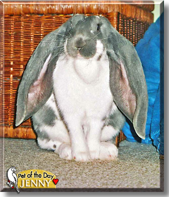 Jenny, the Pet of the Day