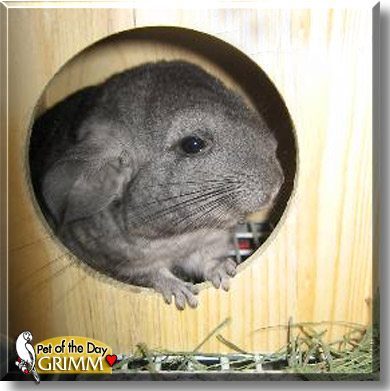 Grimm, the Pet of the Day