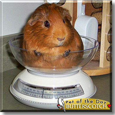 Butterscotch, the Pet of the Day