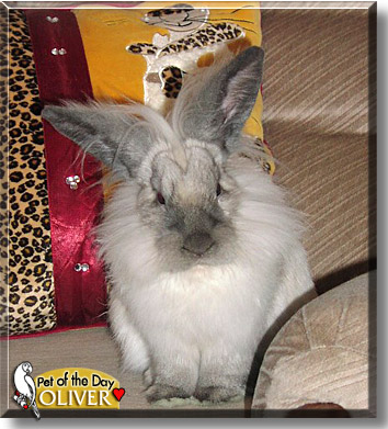 Oliver, the Pet of the Day