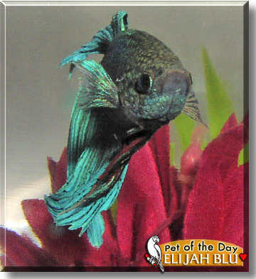 Elijah Blu, the Pet of the Day