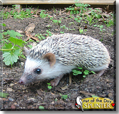 Splinter, the Pet of the Day