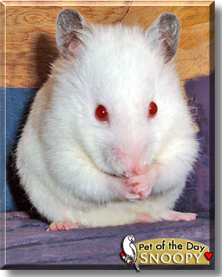 Snoopy, the Pet of the Day