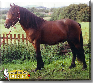 Dudley, the Pet of the Day