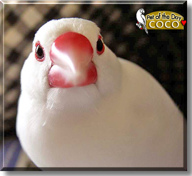 Coco, the Pet of the Day
