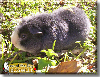 Boswell, the Pet of the Day