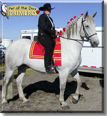 Primero, the Pet of the Day