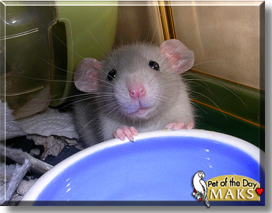 Maks, the Pet of the Day