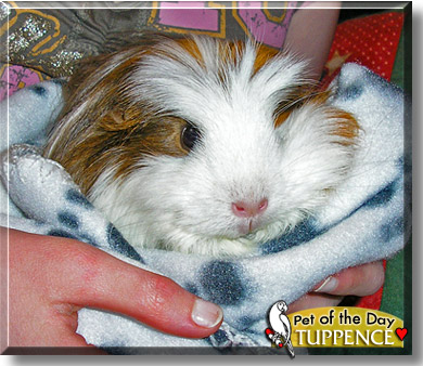 Tuppence, the Pet of the Day