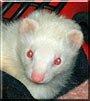 Sidewinder