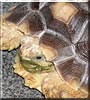 Torty