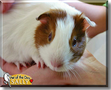Sally, the Pet of the Day