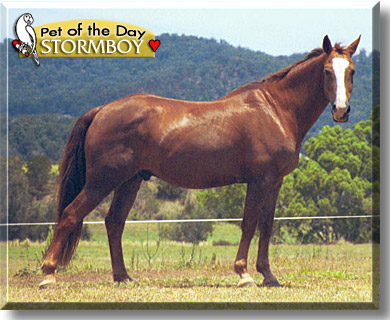 Stormboy, the Pet of the Day