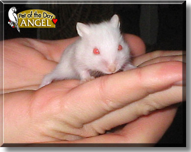 Angel, the Pet of the Day