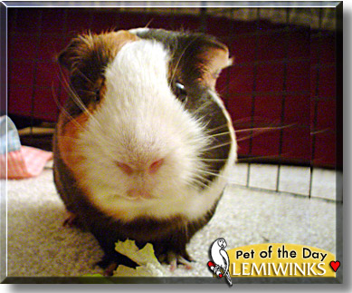 Lemiwinks, the Pet of the Day